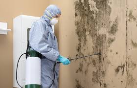 Best Real Estate Mold Inspection  in Palm City, FL